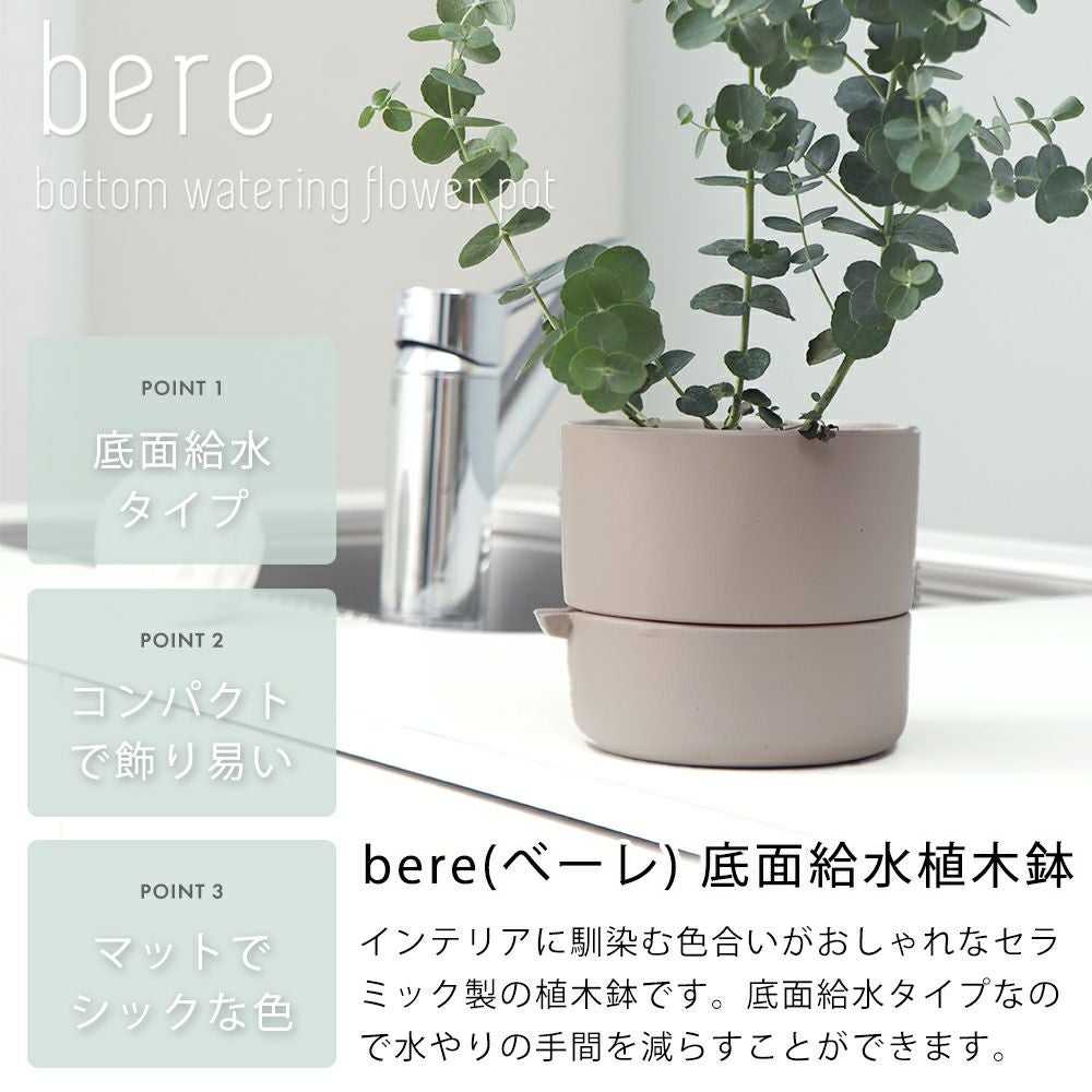 絶品。アカメソロ株立3.2M(鉢底から) 現品発送 アカシデ(アカメソロ)株立 樹高2.2-2.3m(根鉢含まず